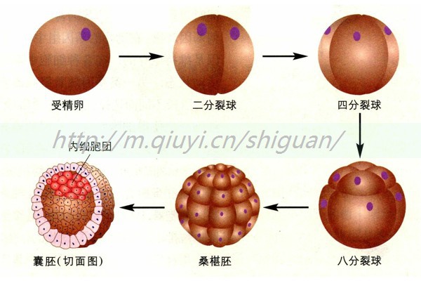 做试管宫腔靠右能着床吗-做试管宫腔靠右能着床吗