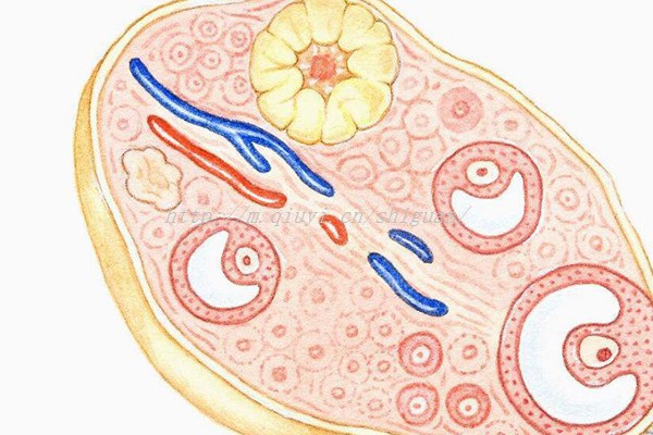 做试管卵泡长多大可以取_试管卵泡长多大能促排卵